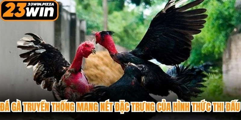 Đá gà truyền thống mang nét đặc trưng của hình thức thi đấu lâu đời