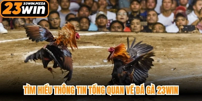 Tìm hiểu thông tin tổng quan về đá gà 23WIN